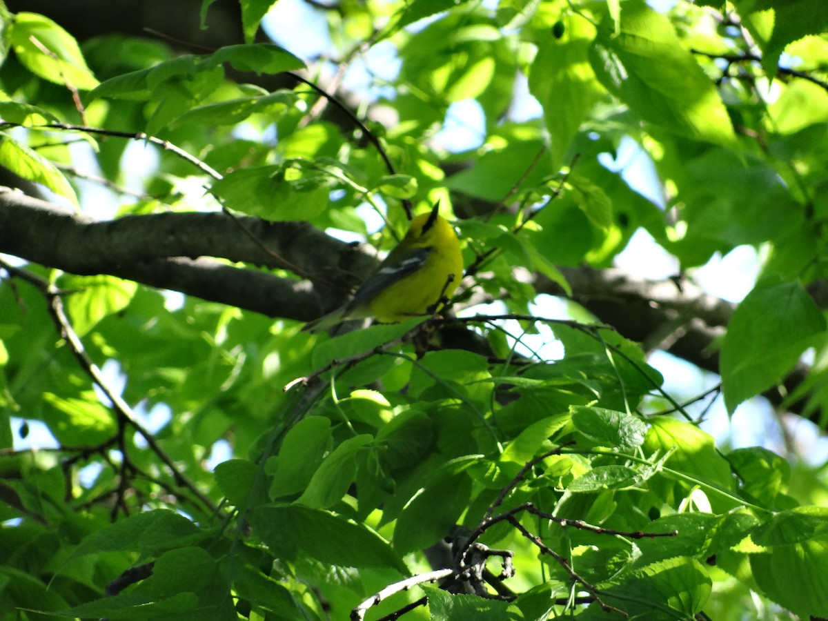 Blue-winged Warbler - Andrew Raamot and Christy Rentmeester
