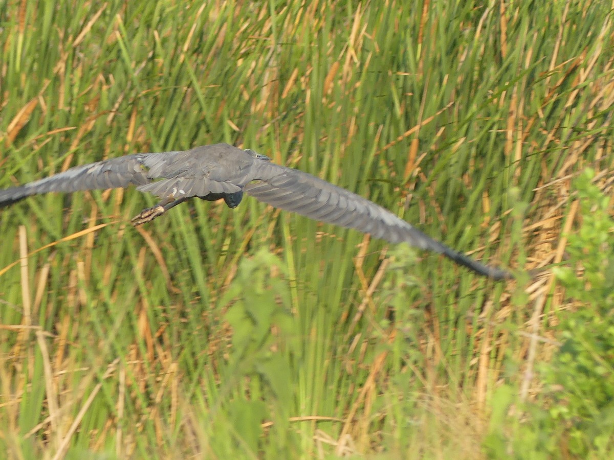 Great Blue Heron - Roger Searcy