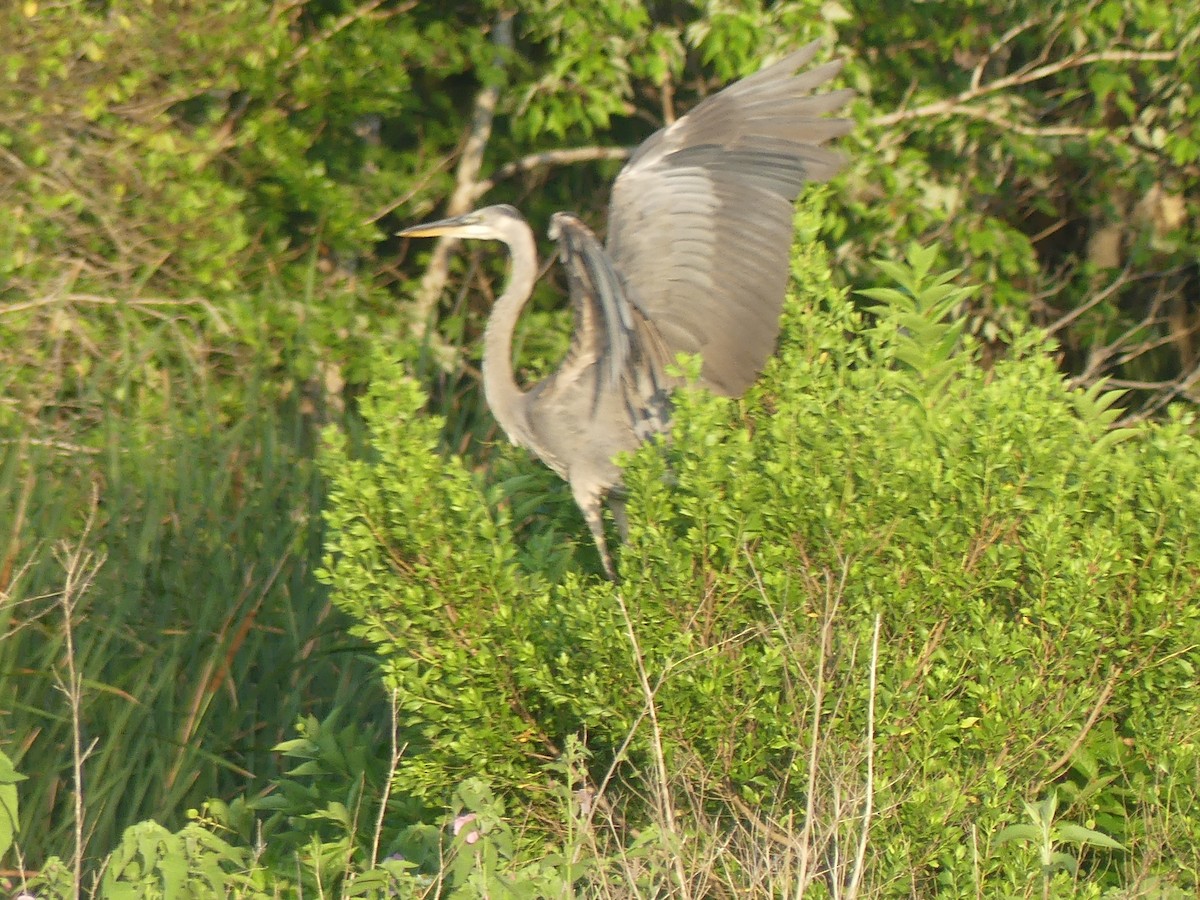 Great Blue Heron - Roger Searcy