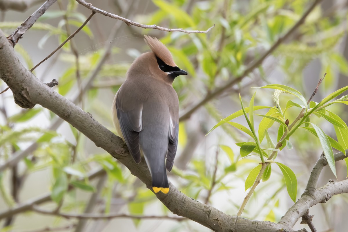 Cedar Waxwing - Phil Harvey