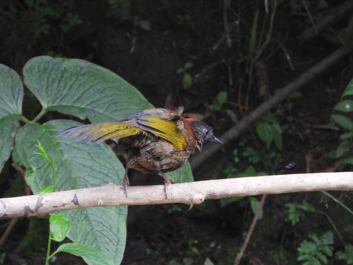 Chestnut-crowned Laughingthrush - Chaiti Banerjee