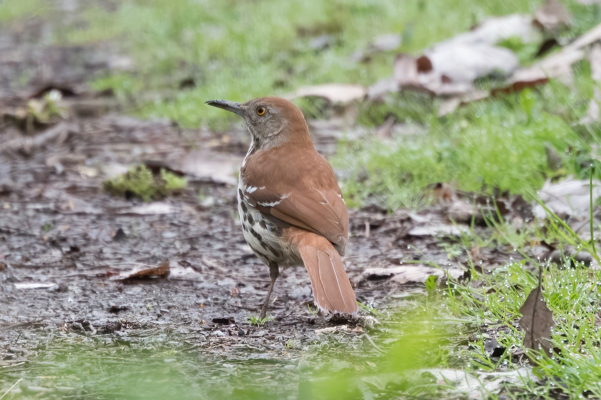 Brown Thrasher - Phil Harvey