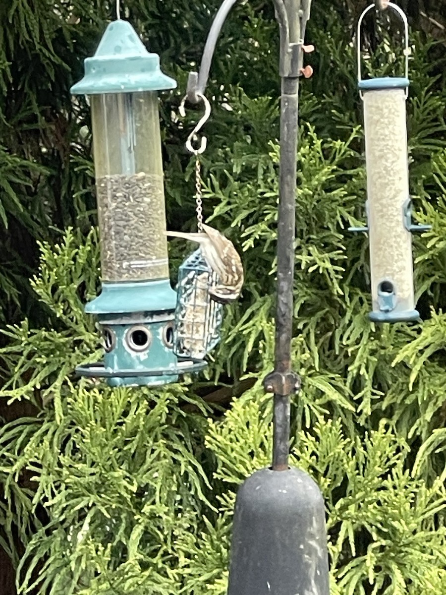 Rose-breasted Grosbeak - Bruce and Shirley Gordon