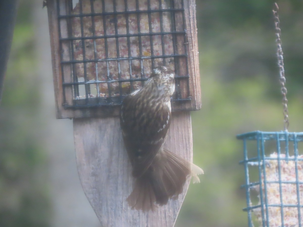 Rose-breasted Grosbeak - Bruce and Shirley Gordon