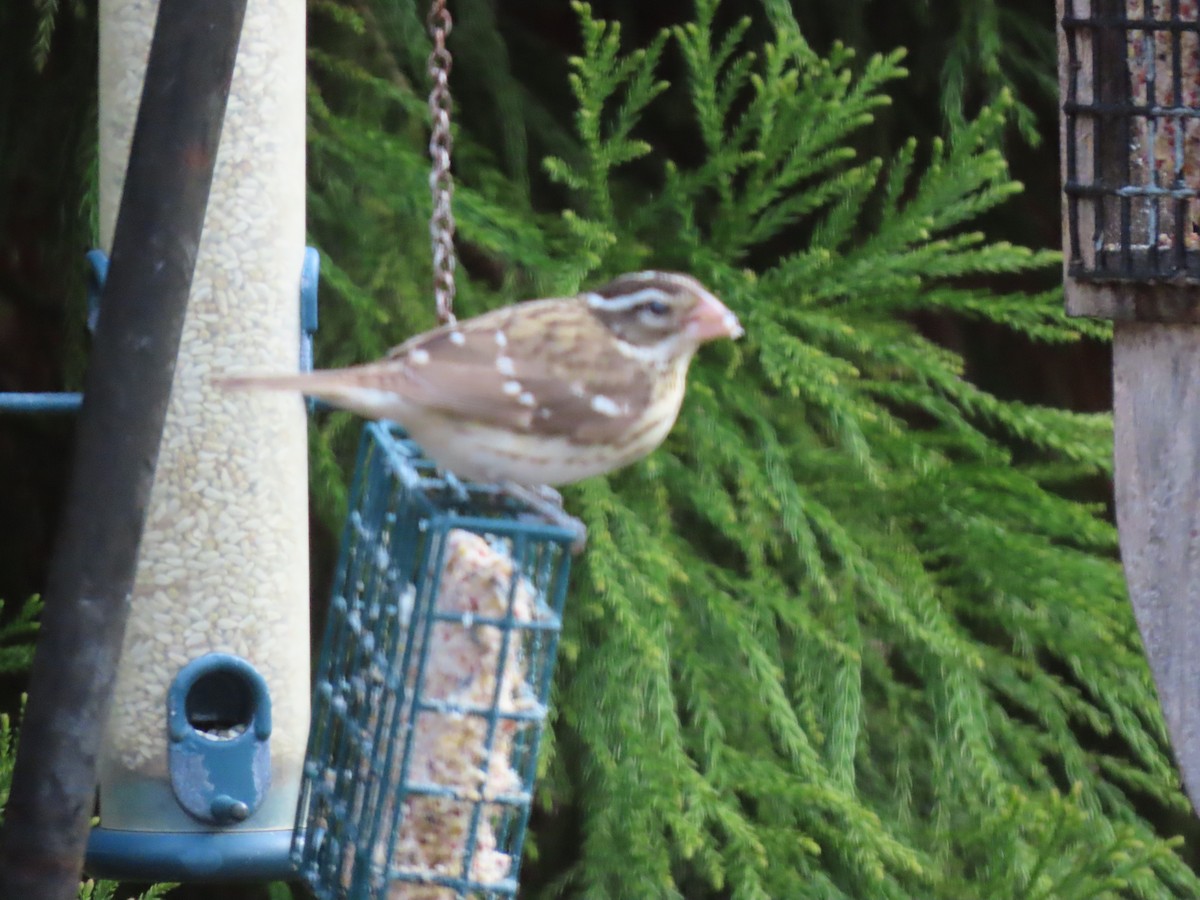 Rose-breasted Grosbeak - Bruce and Shirley Gordon