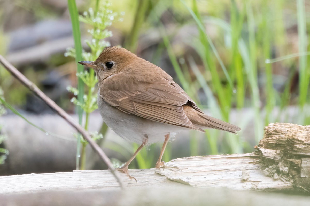 Veery - ML618812454