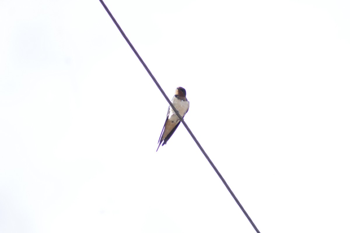 Barn Swallow - Supalak Siri