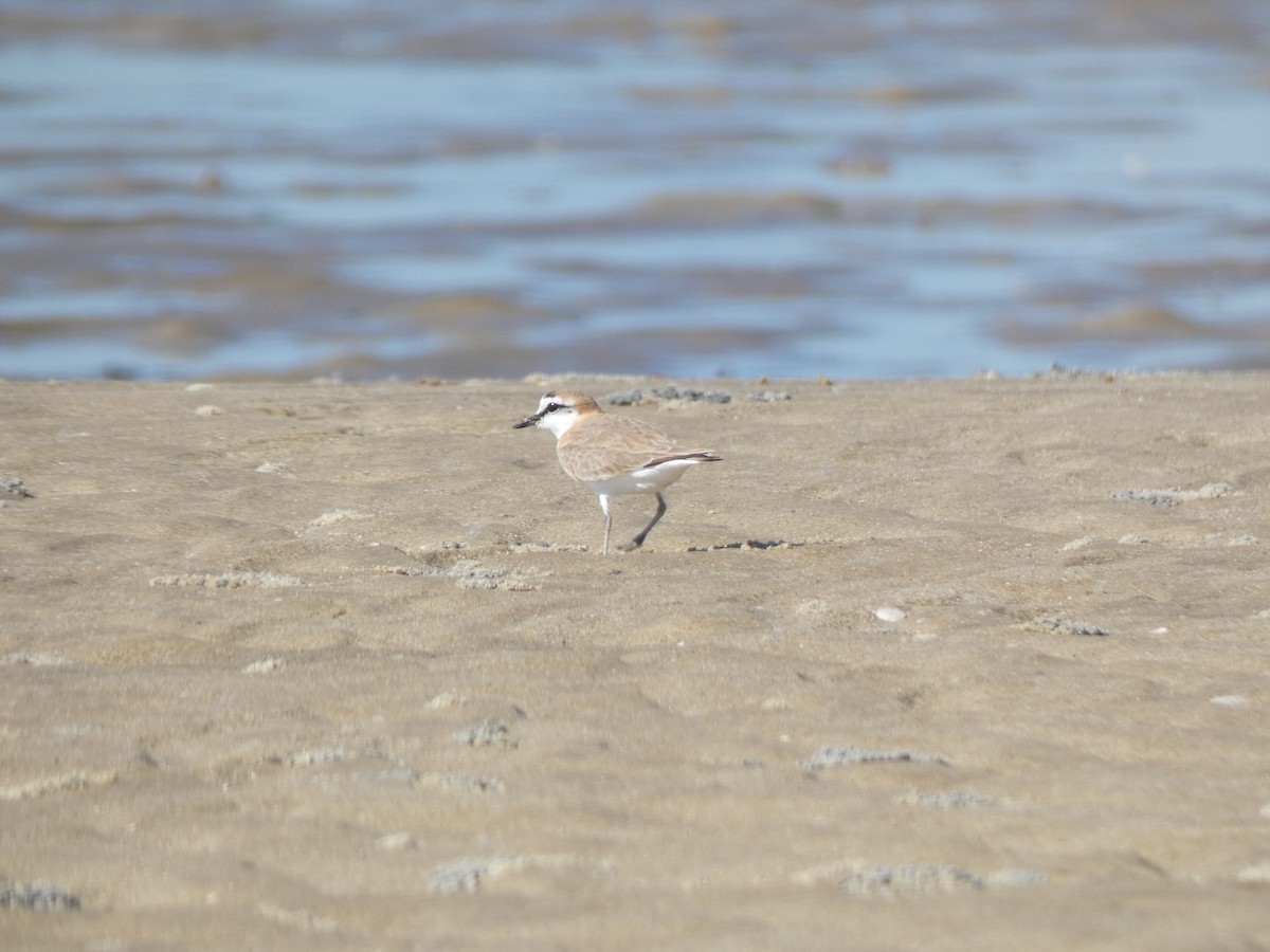 White-fronted Plover - Miguel Albornoz