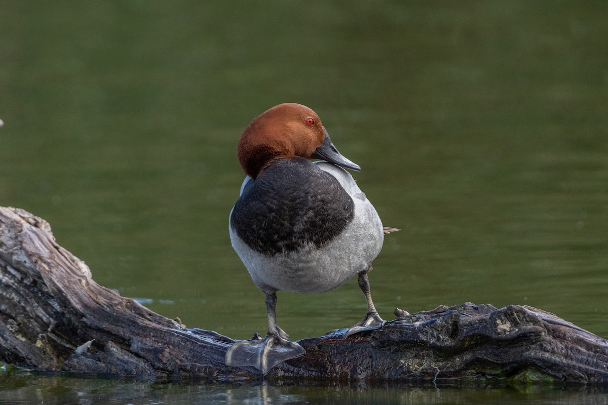 Common Pochard - Sara Molina