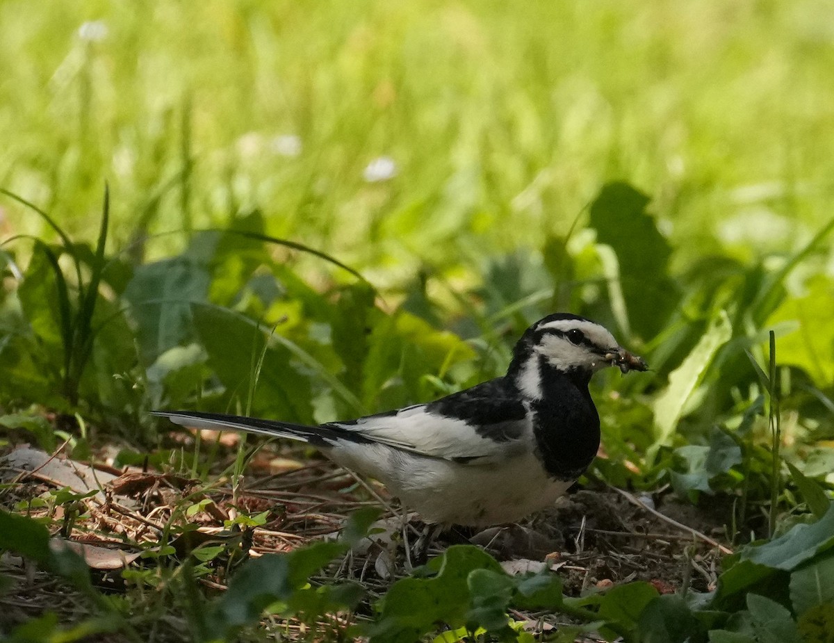 White Wagtail - Anonymous