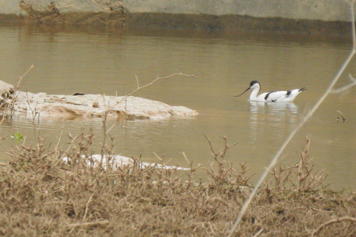 Pied Avocet - Luca Bonomelli