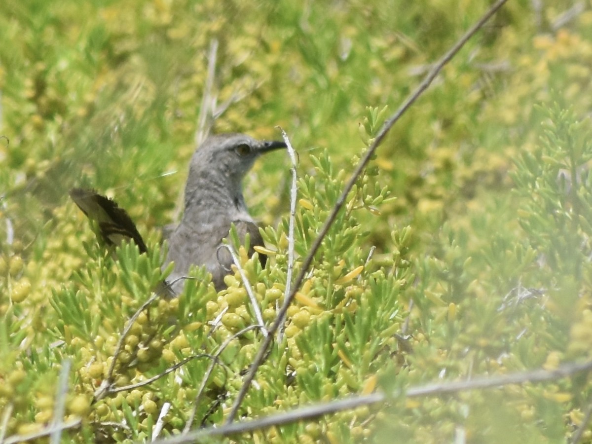 Northern Mockingbird - Jonathan Sellman