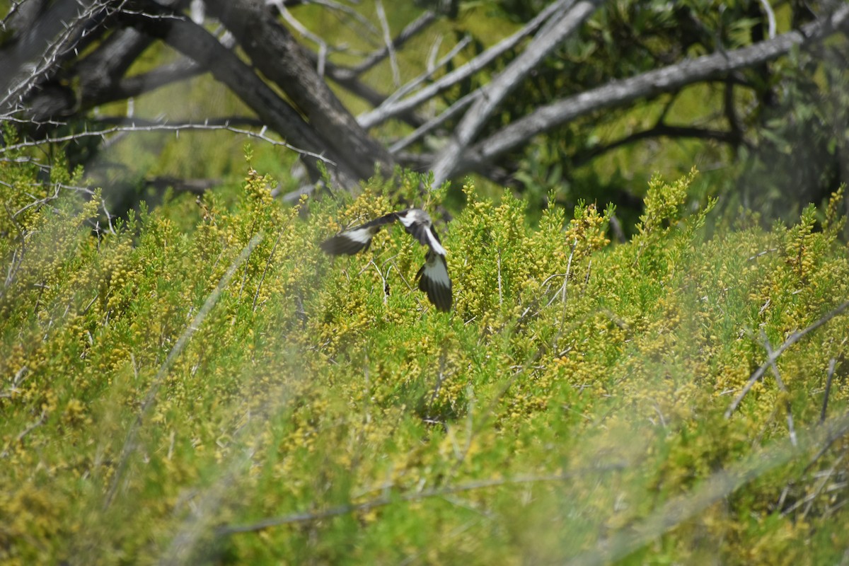 Northern Mockingbird - Jonathan Sellman