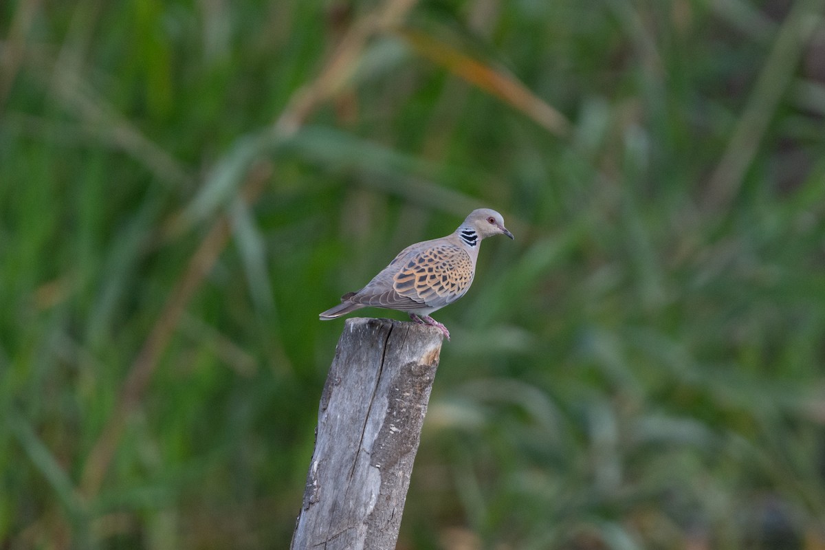 European Turtle-Dove - Sara Molina