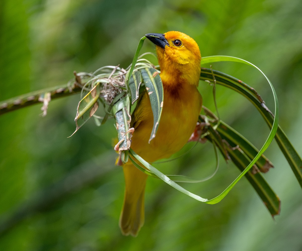 Golden Palm Weaver - Lizabeth Southworth