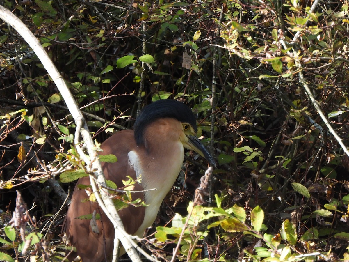 Nankeen Night Heron - Jeffrey Crawley