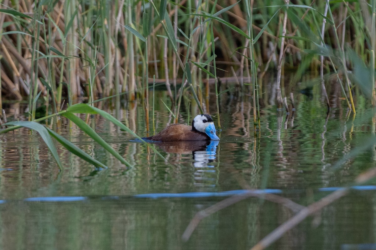 White-headed Duck - Sara Molina