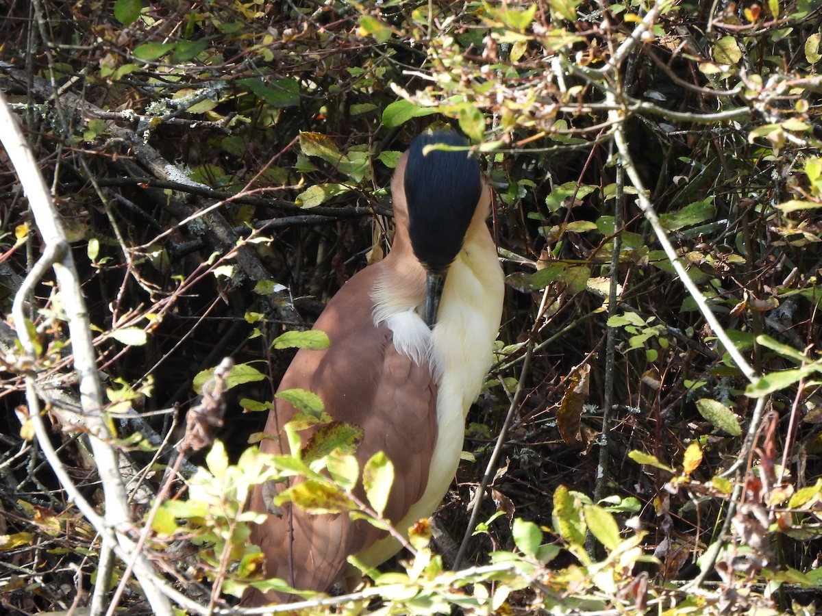 Nankeen Night Heron - Jeffrey Crawley