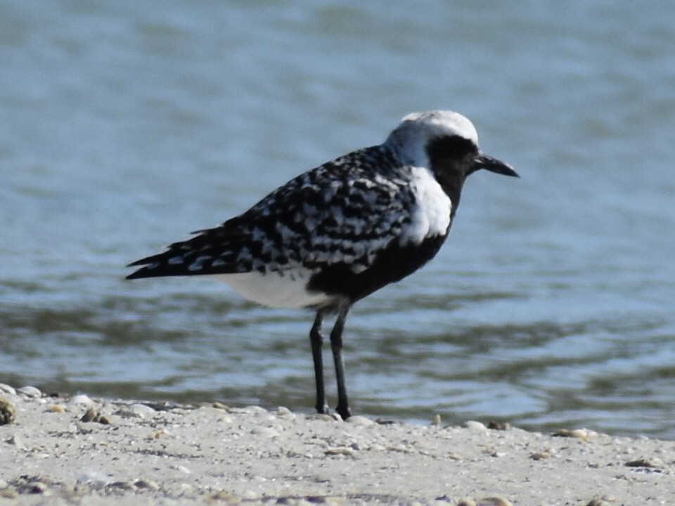 Black-bellied Plover - Tom Marvel