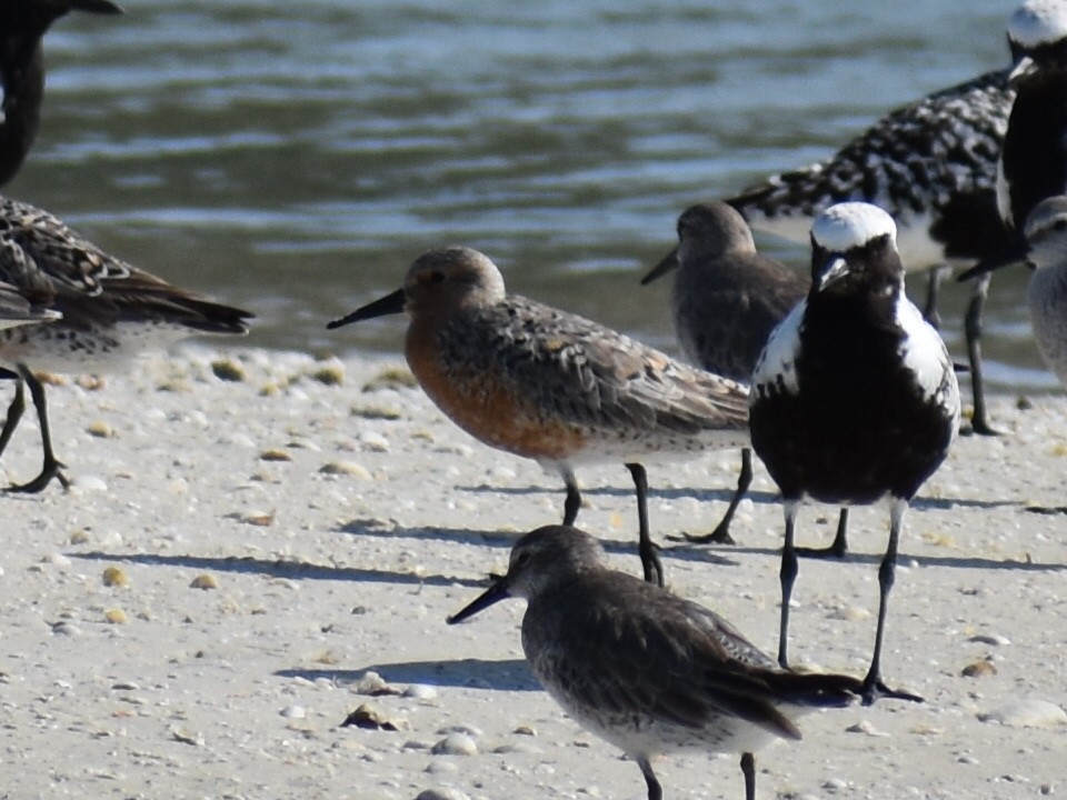 Red Knot - Tom Marvel