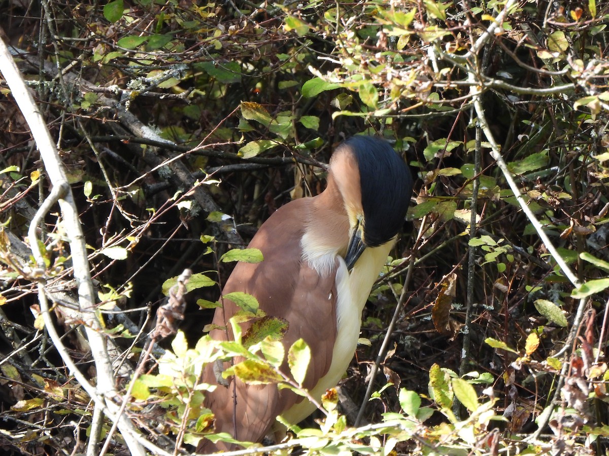 Nankeen Night Heron - Jeffrey Crawley