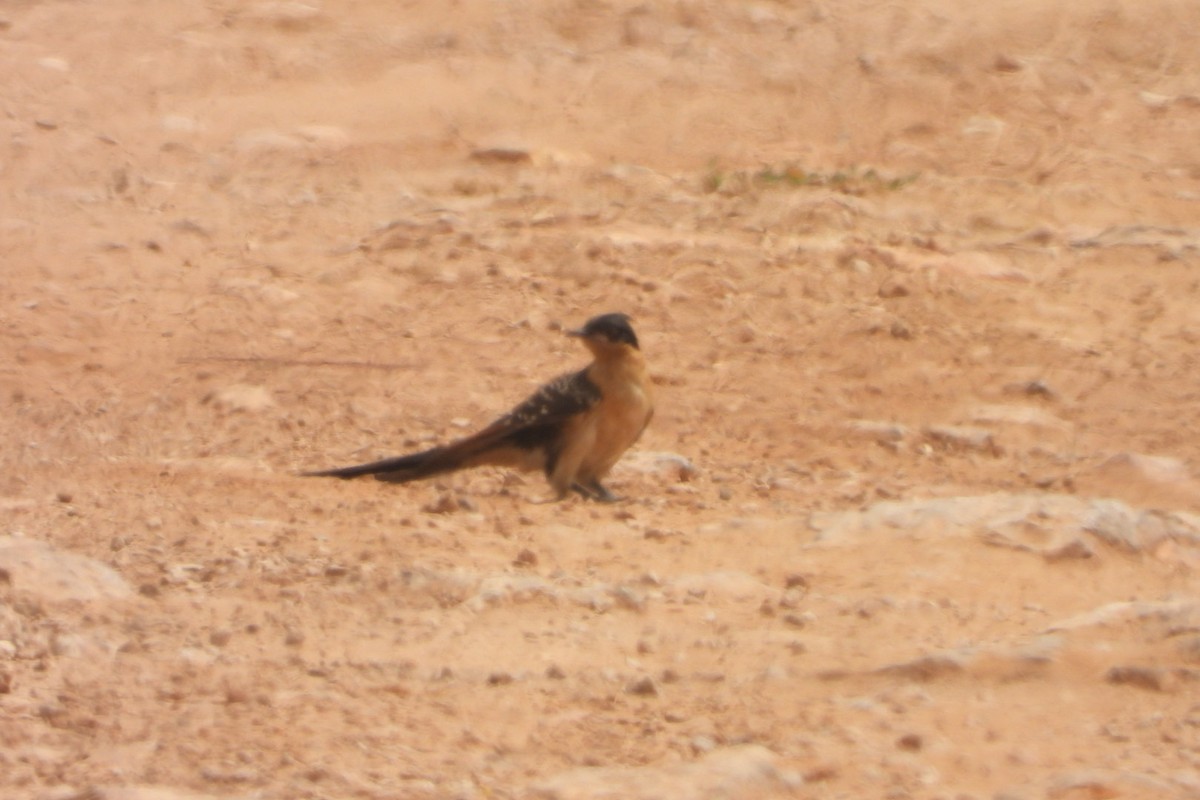 Great Spotted Cuckoo - Orly Nathan