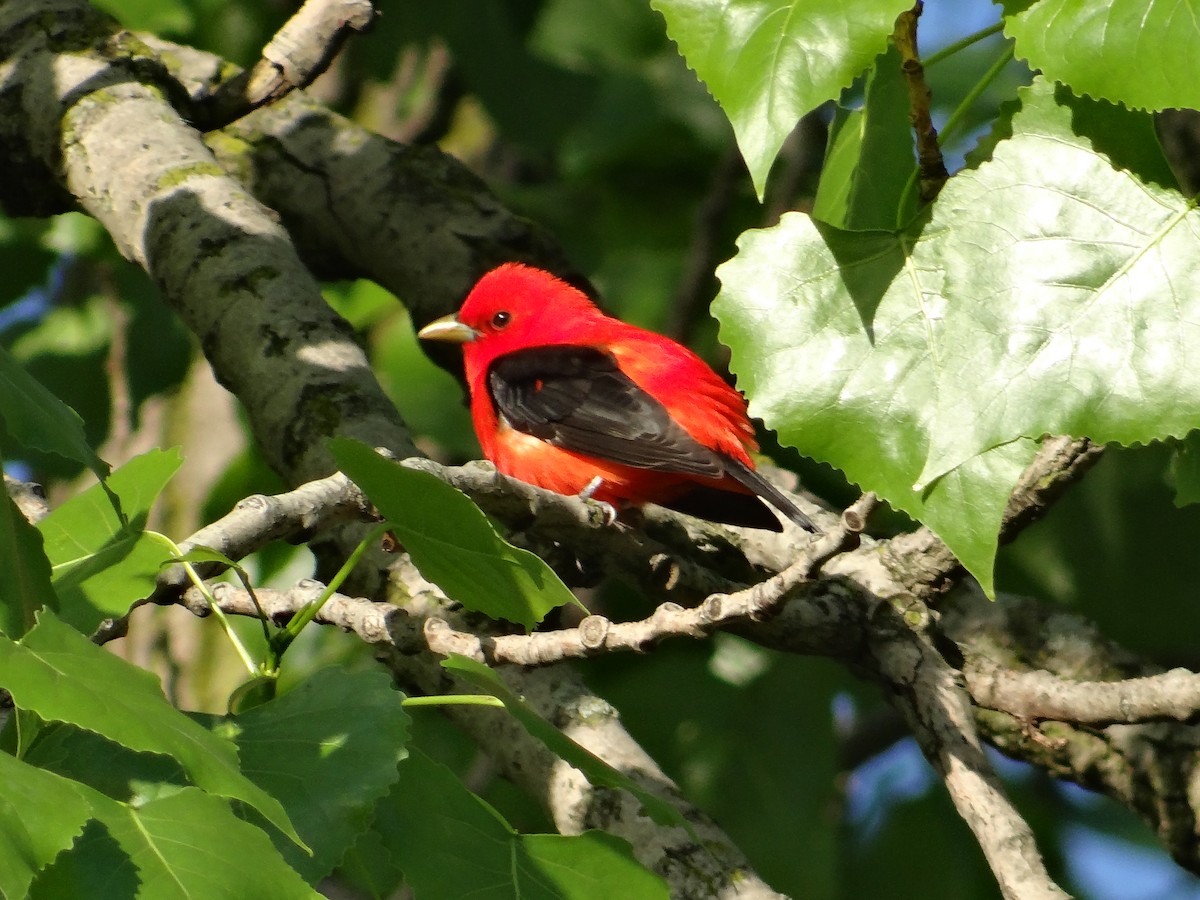 Scarlet Tanager - Andrew Raamot and Christy Rentmeester
