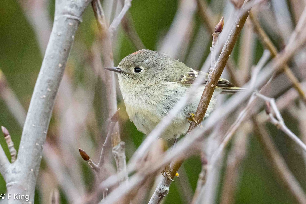 Ruby-crowned Kinglet - Frank King