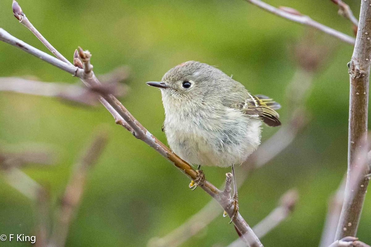 Ruby-crowned Kinglet - Frank King