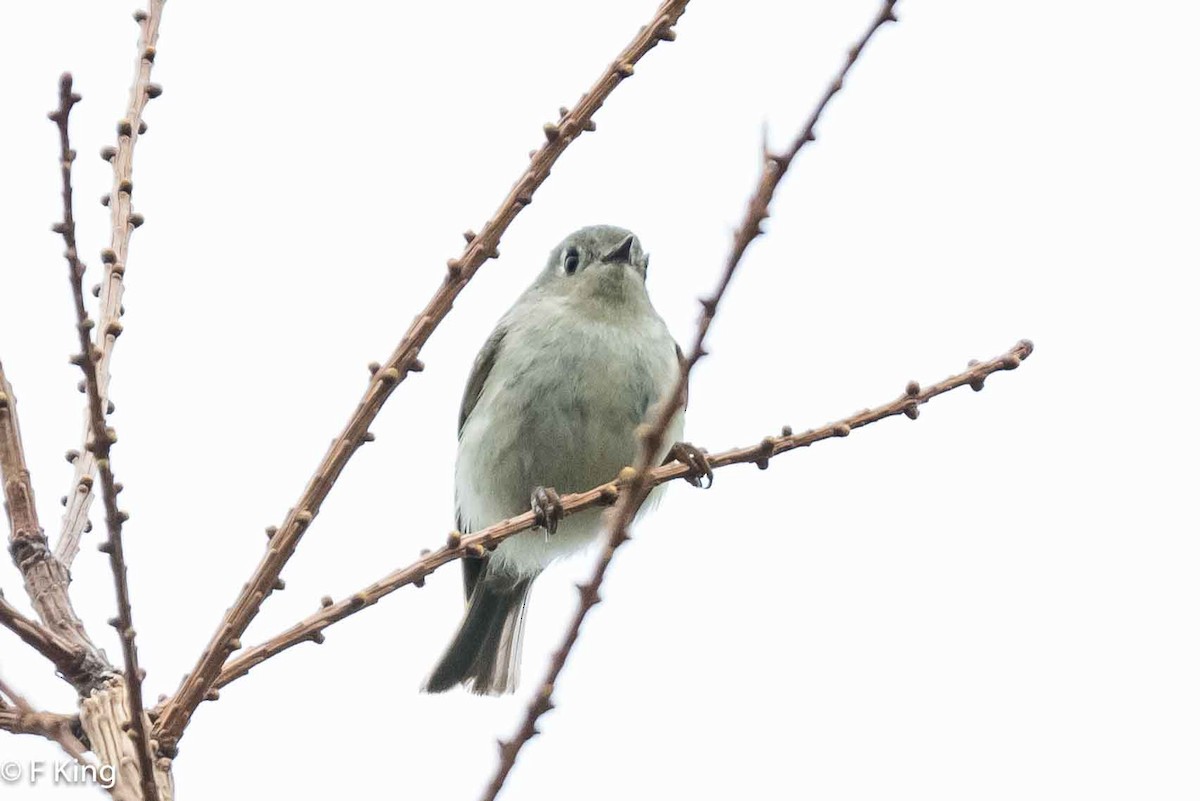 Ruby-crowned Kinglet - Frank King