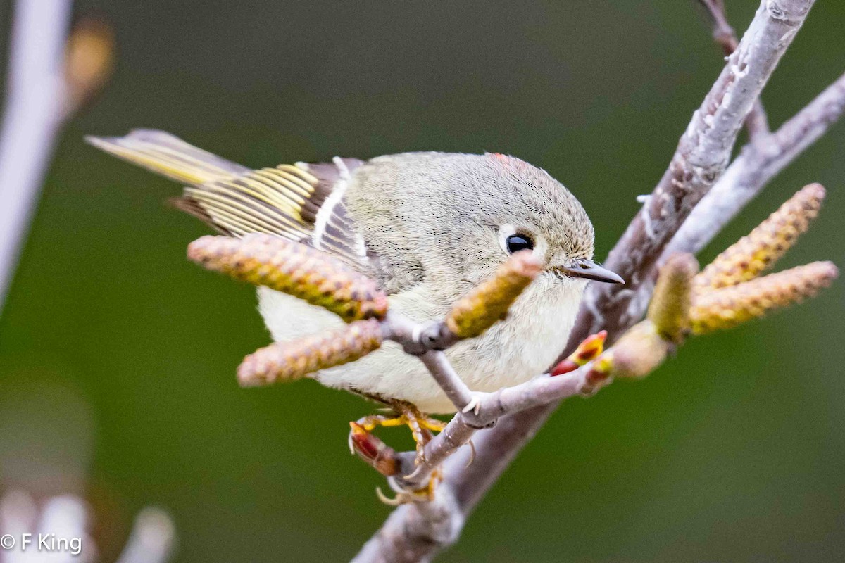 Ruby-crowned Kinglet - Frank King