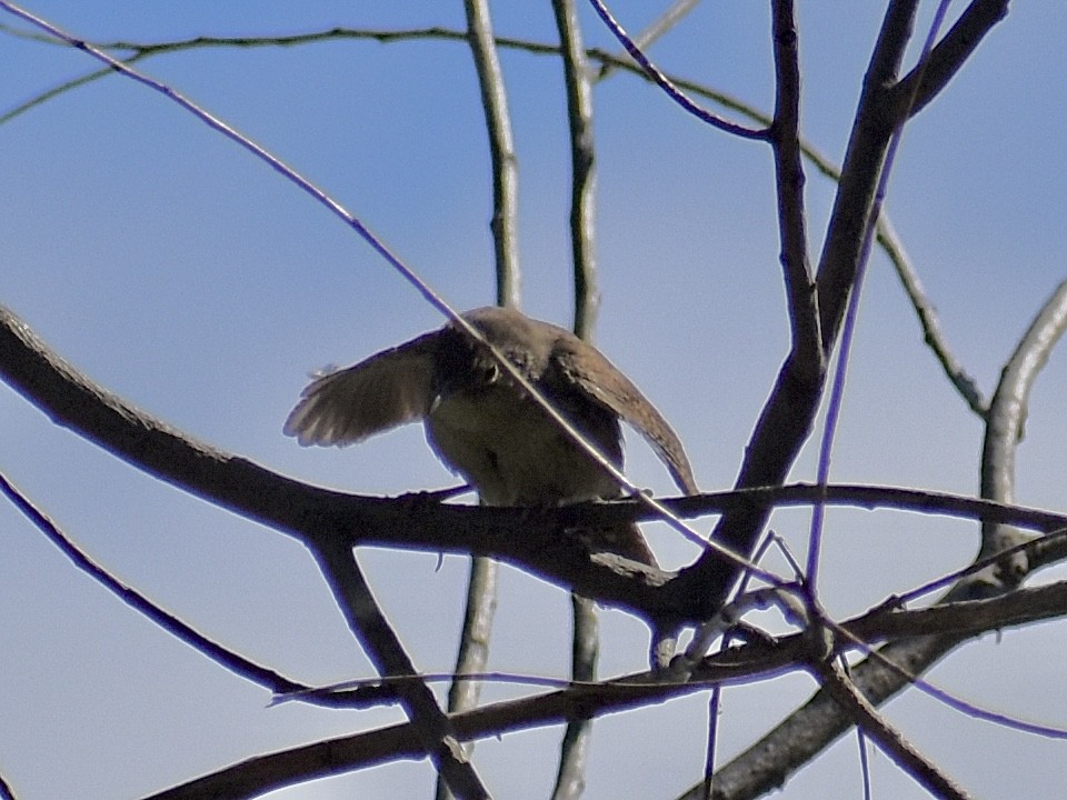 House Wren - Dawn Pietrykowski