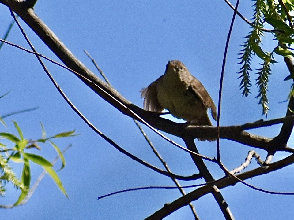 House Wren - Dawn Pietrykowski