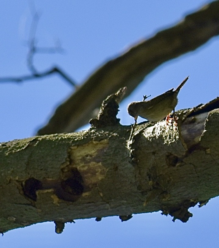 House Wren - Dawn Pietrykowski