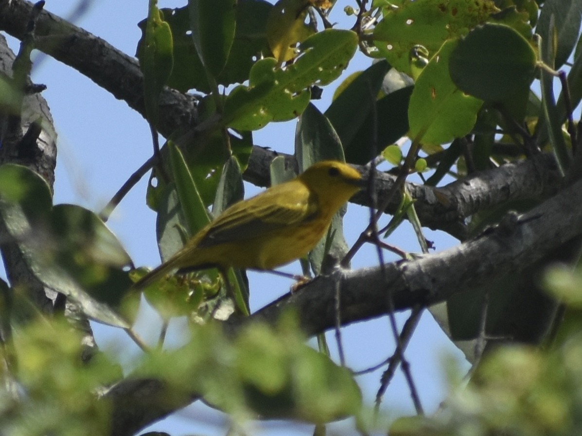 Yellow Warbler - Jonathan Sellman