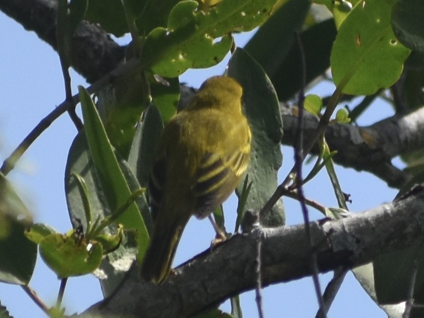 Yellow Warbler - Jonathan Sellman