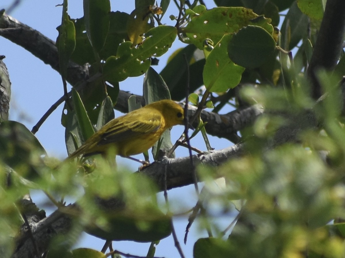 Yellow Warbler - Jonathan Sellman