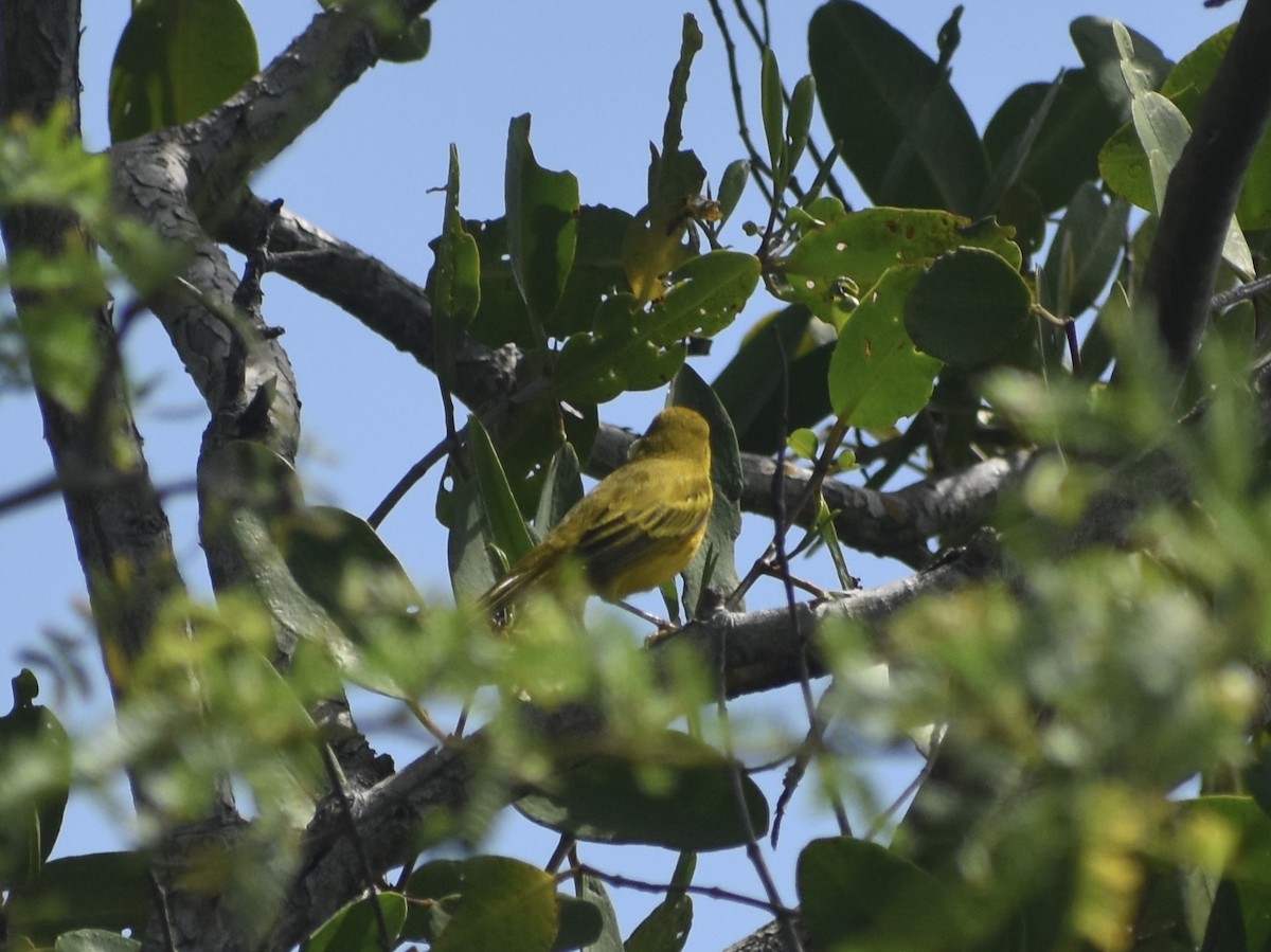 Yellow Warbler - Jonathan Sellman