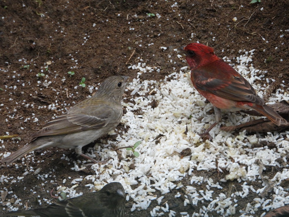 Common Rosefinch - ML618812564