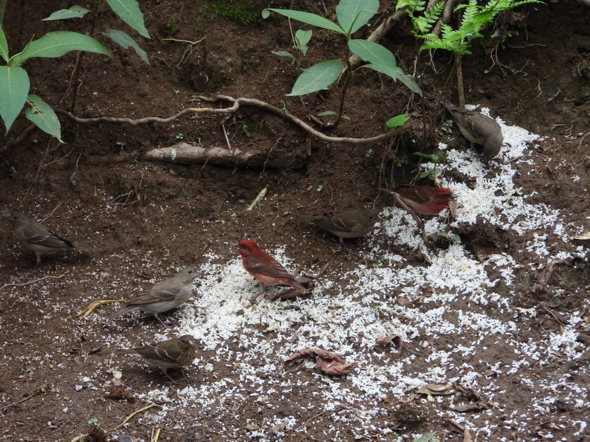 Common Rosefinch - ML618812566