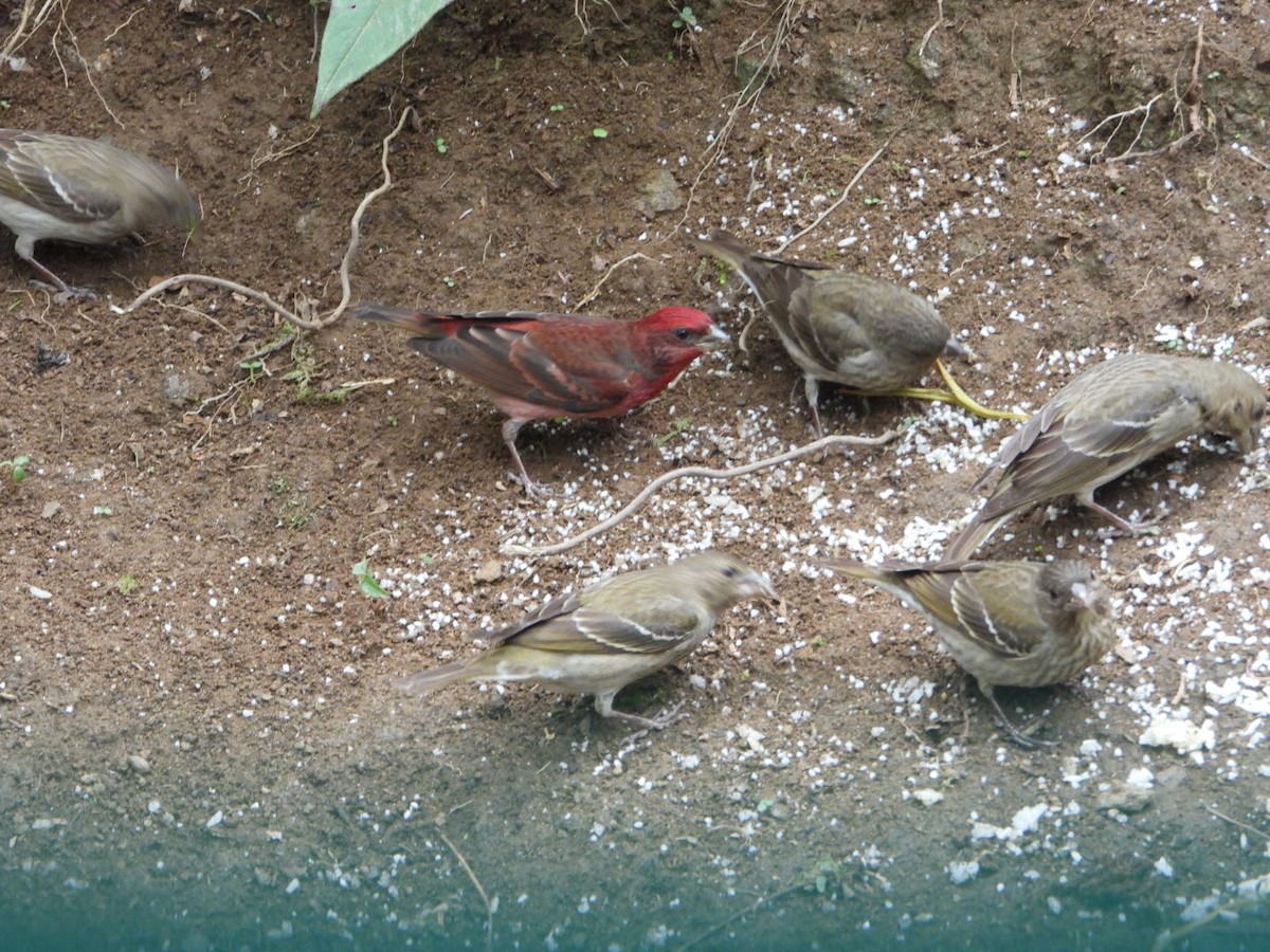 Common Rosefinch - ML618812572