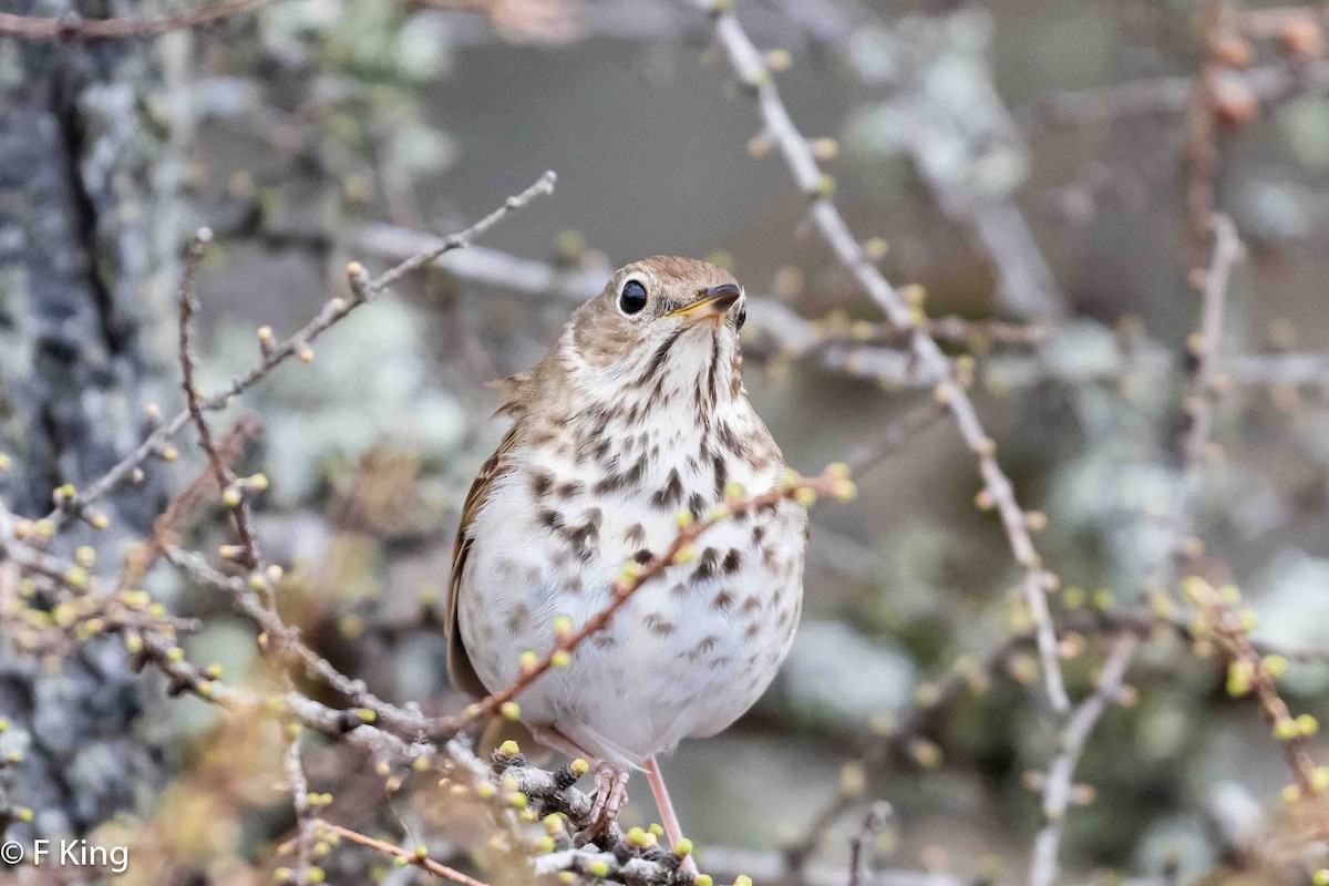 Hermit Thrush - Frank King