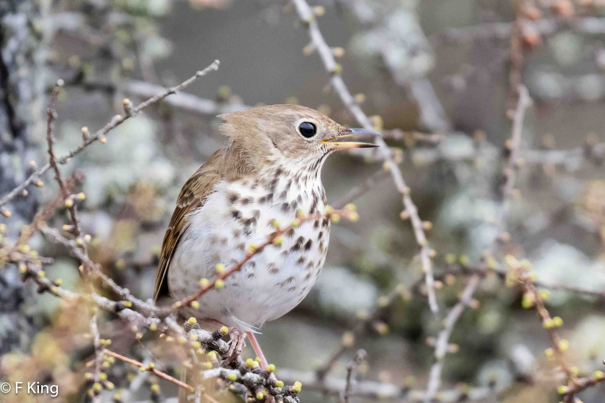 Hermit Thrush - Frank King