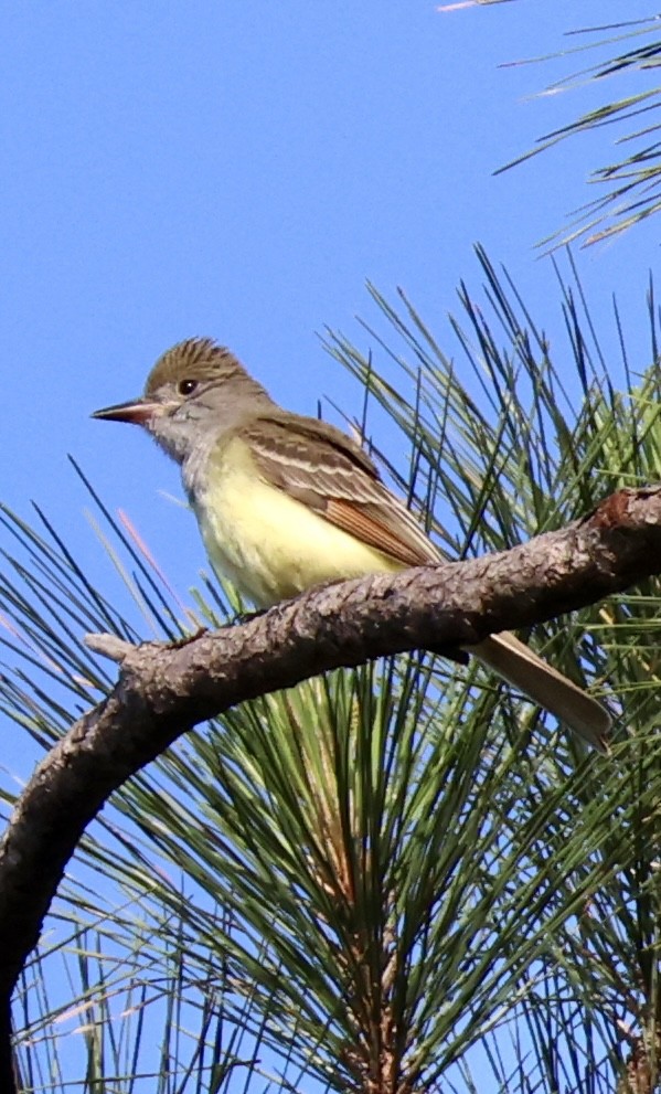Great Crested Flycatcher - ML618812581