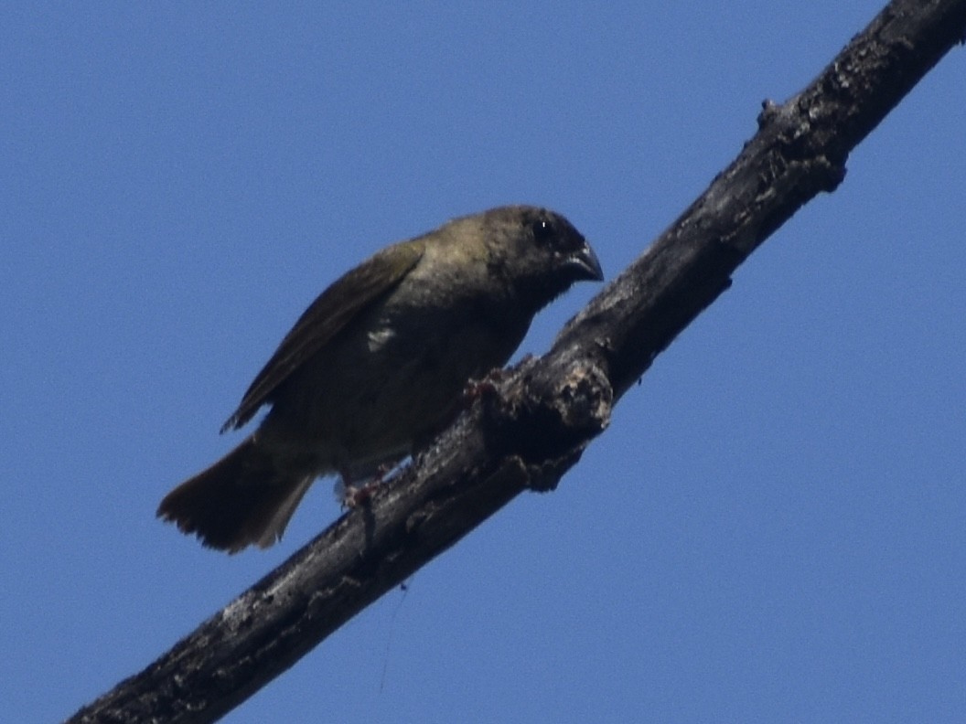 Black-faced Grassquit - ML618812582