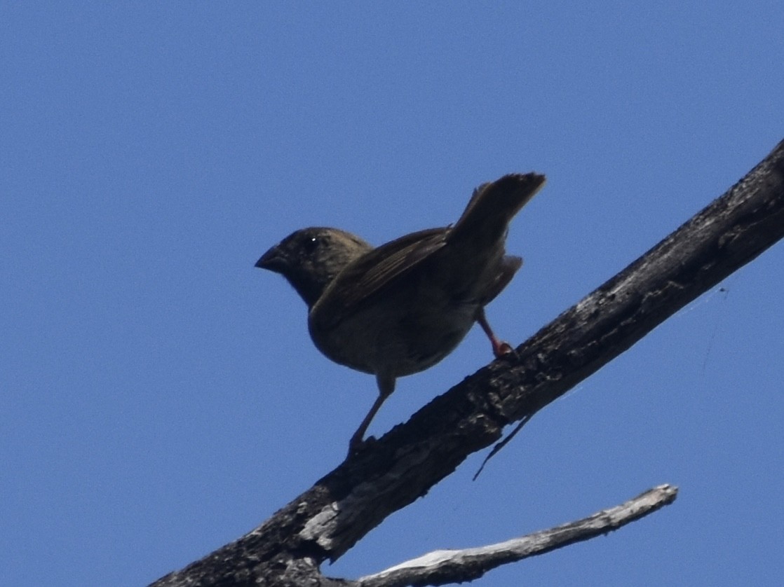 Black-faced Grassquit - ML618812583