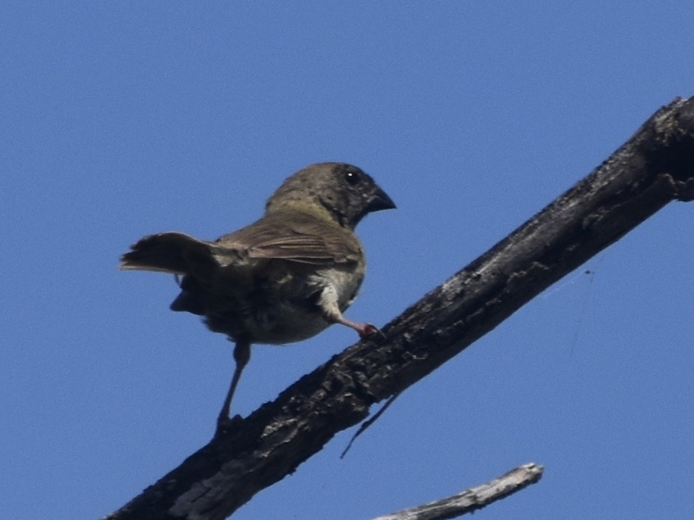 Black-faced Grassquit - ML618812585