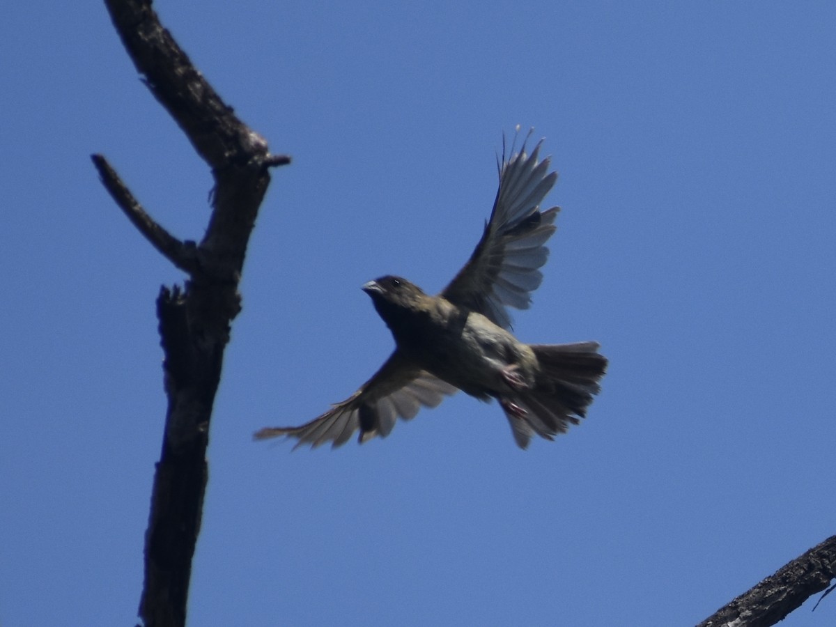 Black-faced Grassquit - ML618812586