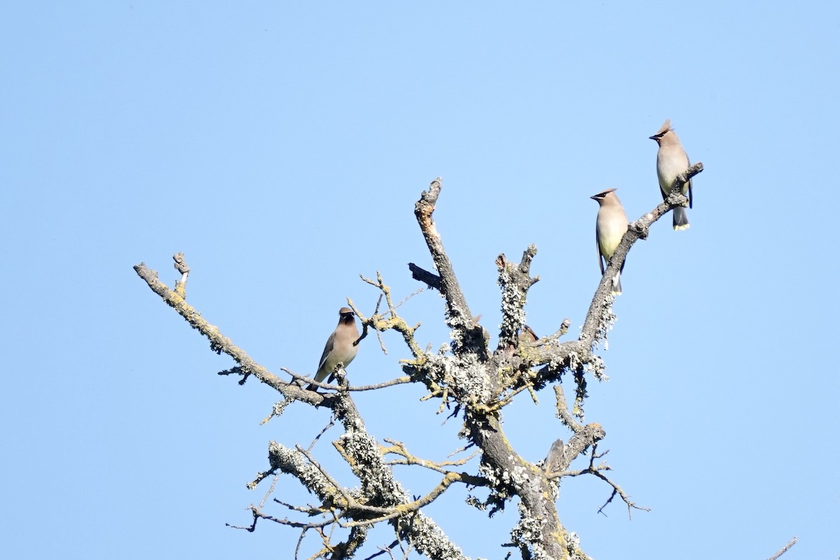 Cedar Waxwing - Bob Greenleaf