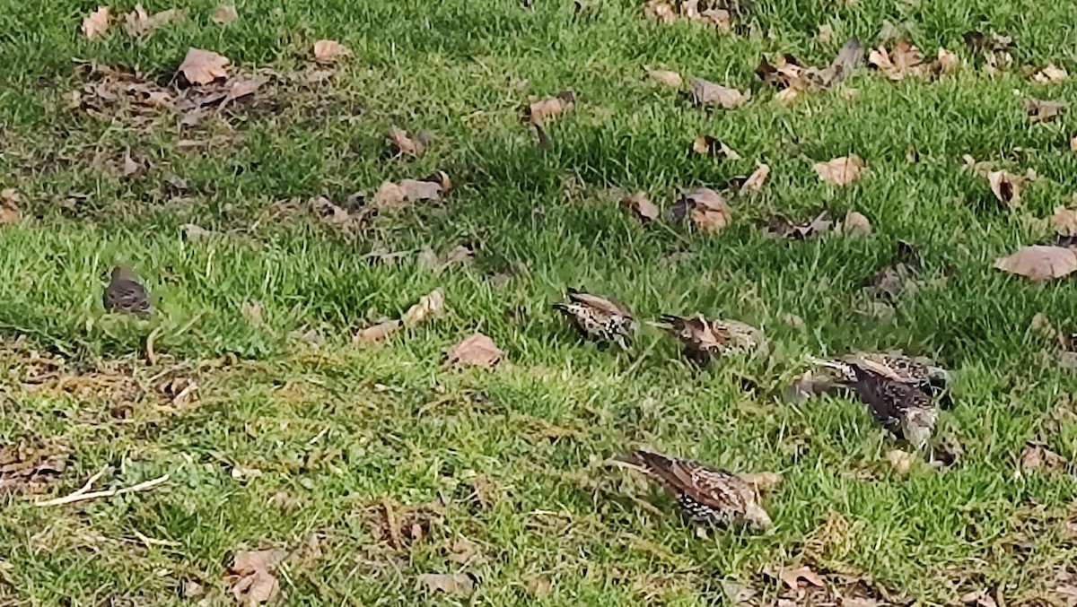 European Starling - Amélie S